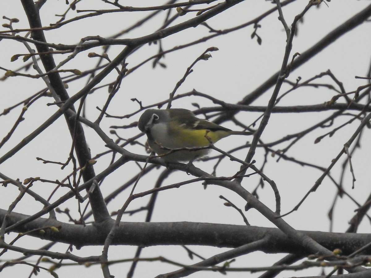 Blue-headed Vireo - ML440757821