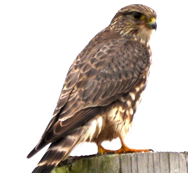 Merlin - ML44075851