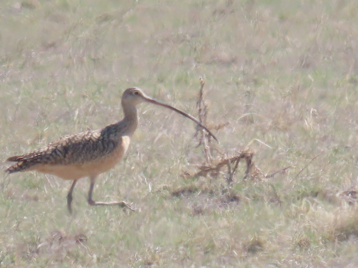 Long-billed Curlew - ML440758751