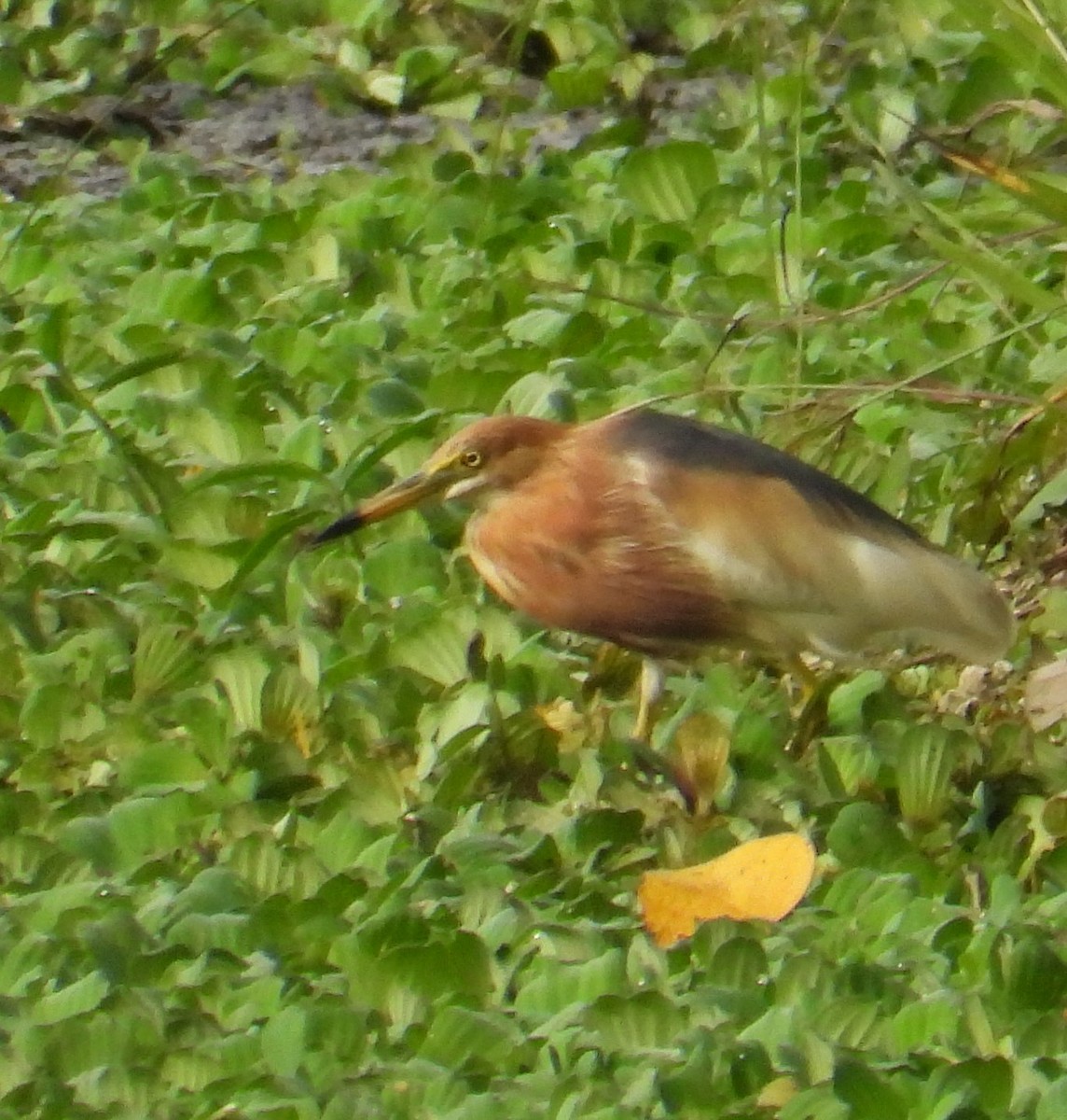 Javan Pond-Heron - ML440759541