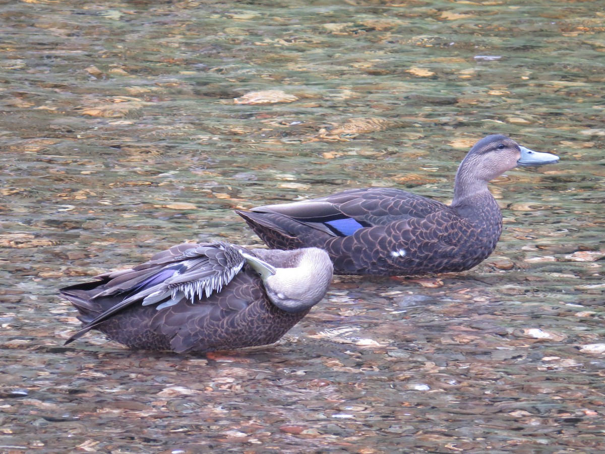 American Black Duck - ML44076201