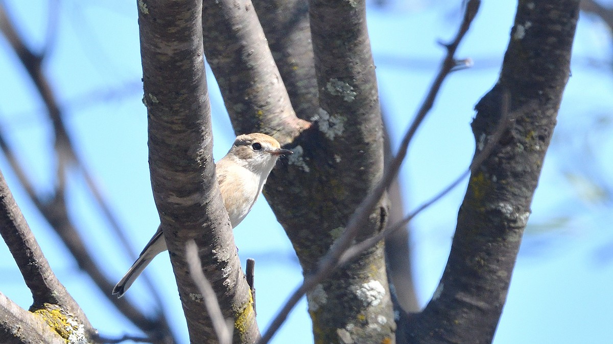 Red-capped Robin - ML440763401