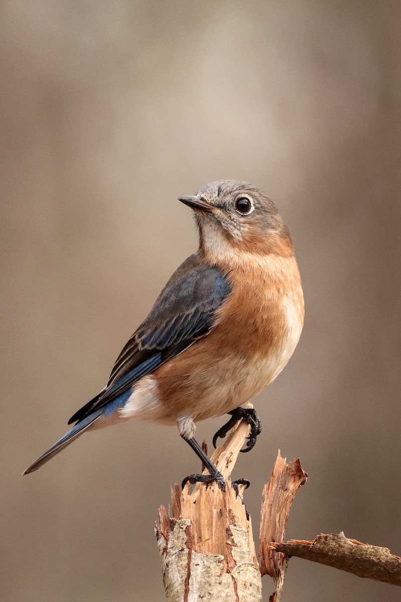 Rotkehl-Hüttensänger - ML440766031