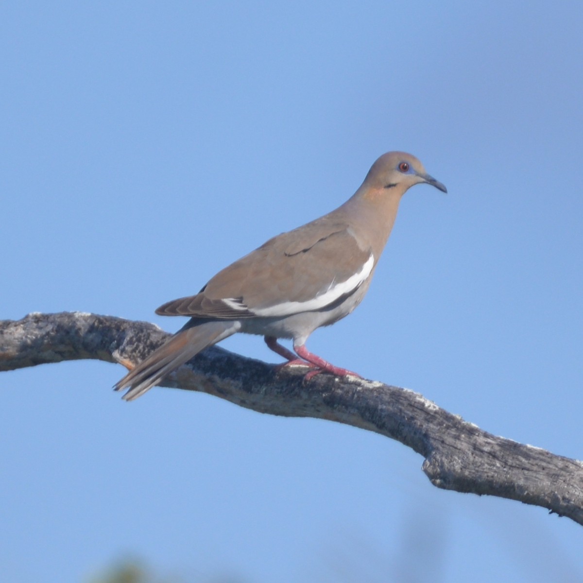 White-winged Dove - Dave Wilson