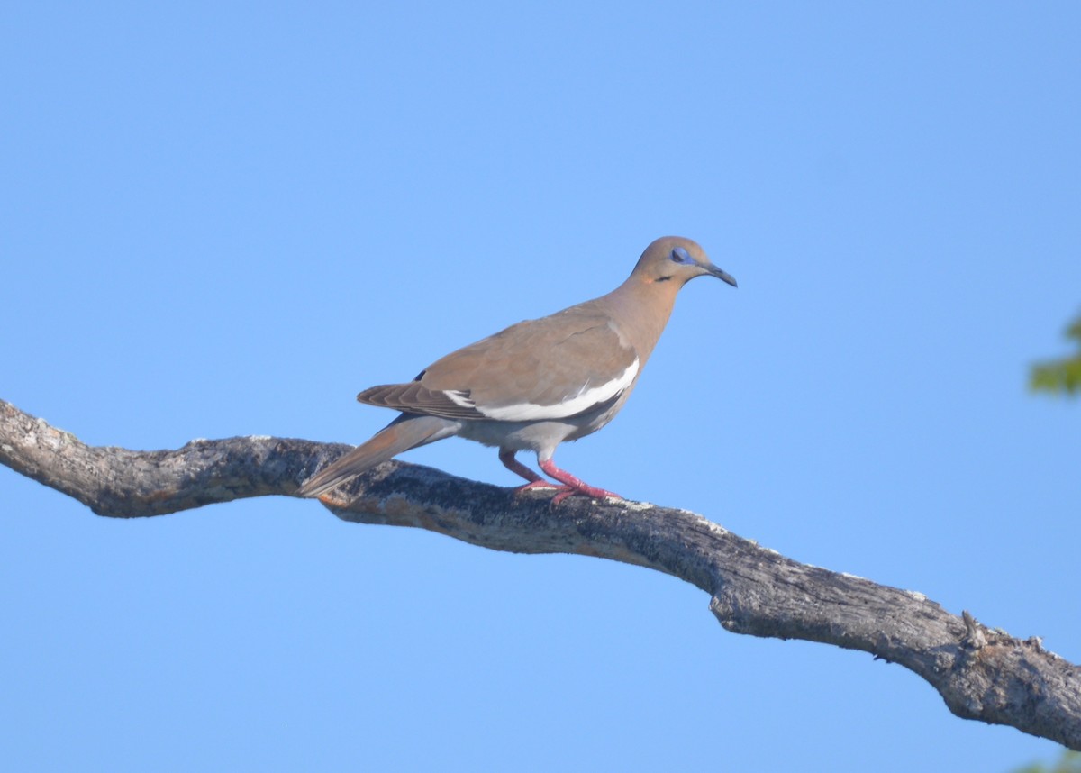 White-winged Dove - ML440766321