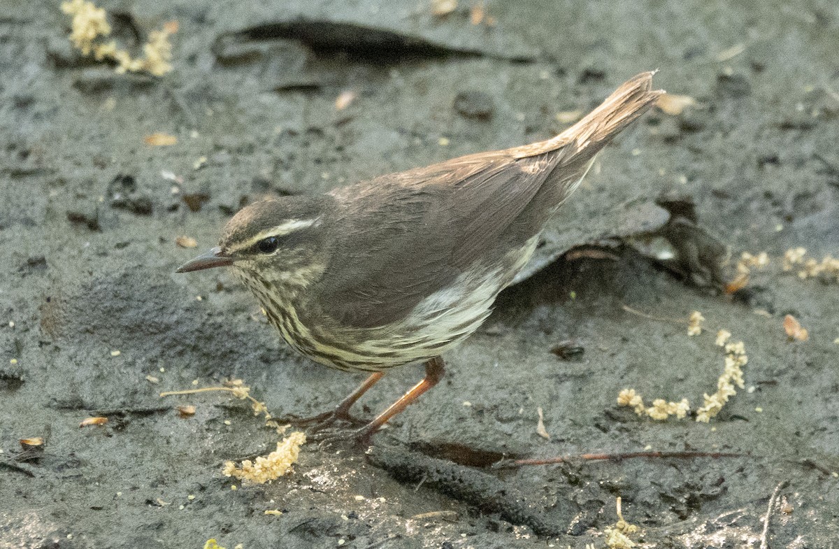 Northern Waterthrush - ML440766801