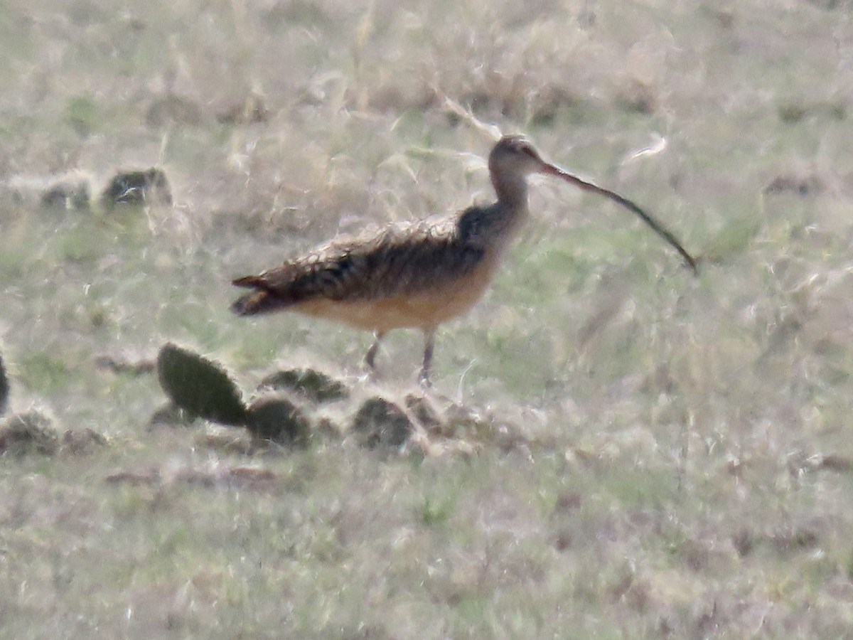 Long-billed Curlew - Diane Roberts