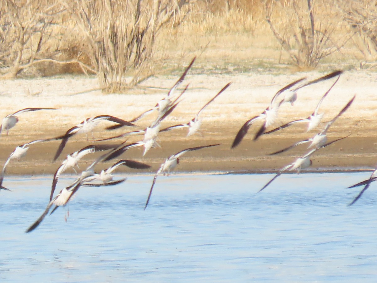 Avocette d'Amérique - ML440767221