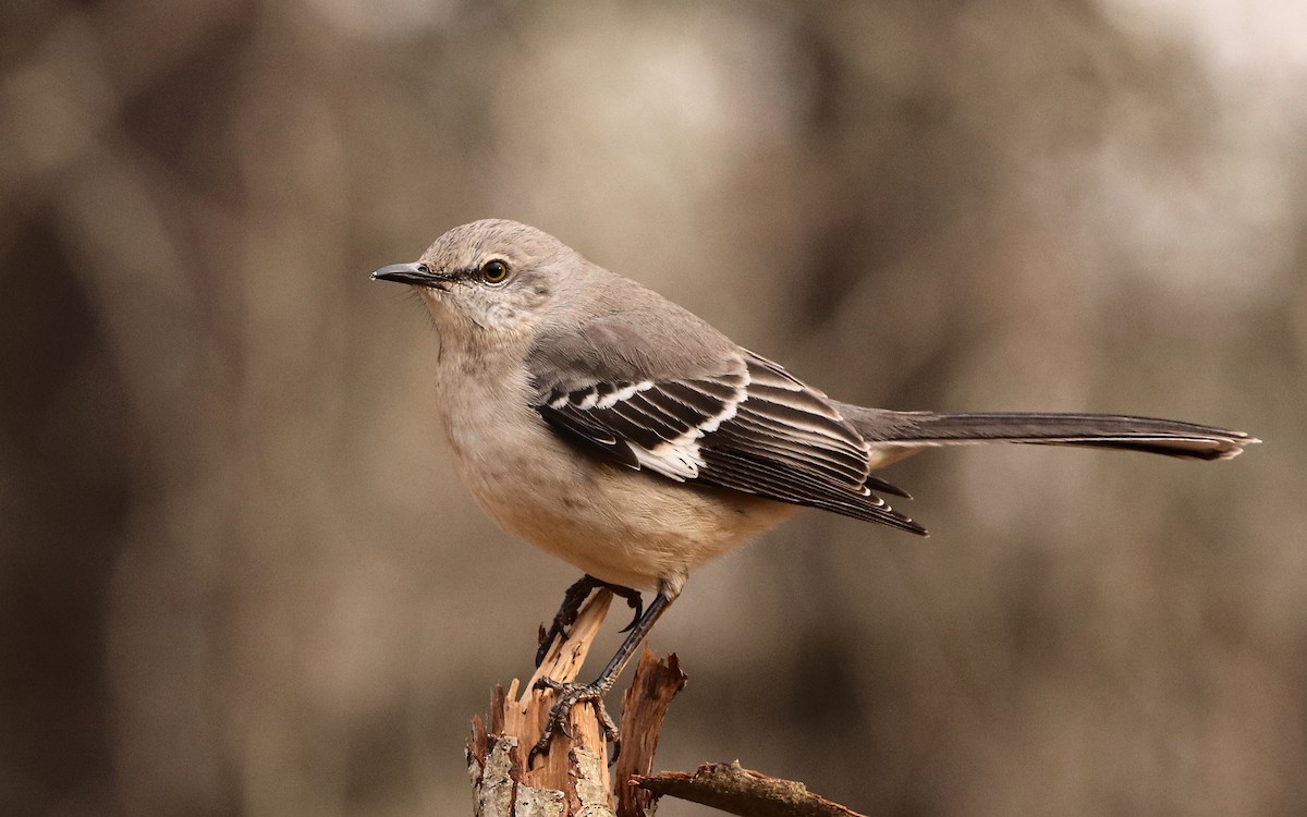 Gartenspottdrossel - ML440768691