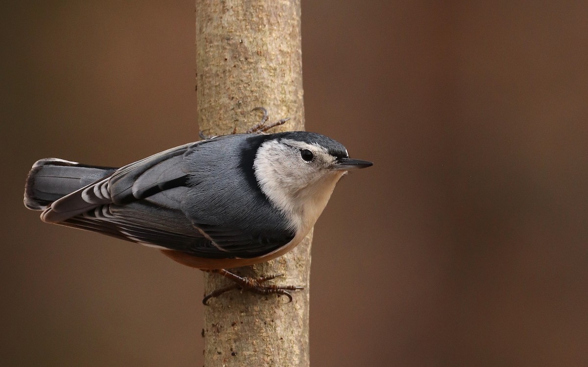 Каролинский поползень (carolinensis) - ML440770071