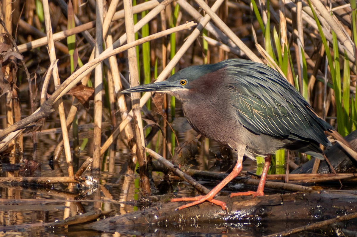 Green Heron - ML440770391