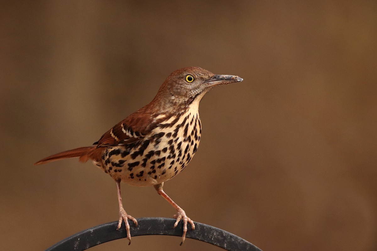 Rotspottdrossel - ML440771161