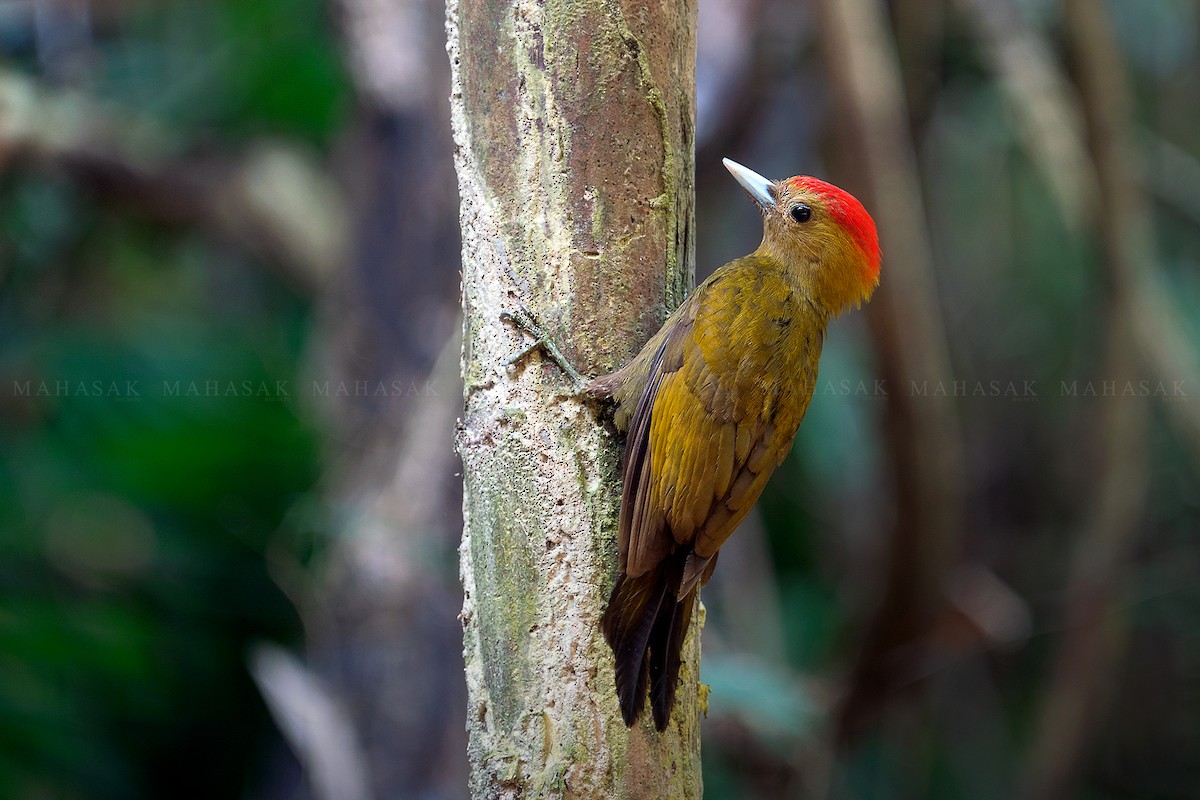 Bamboo Woodpecker - MAHASAK  SUKMEE