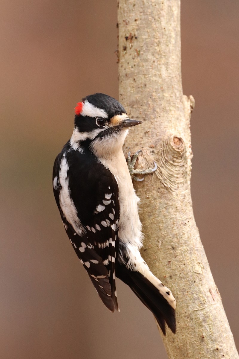 Yumuşak Tüylü Ağaçkakan (pubescens/medianus) - ML440772901