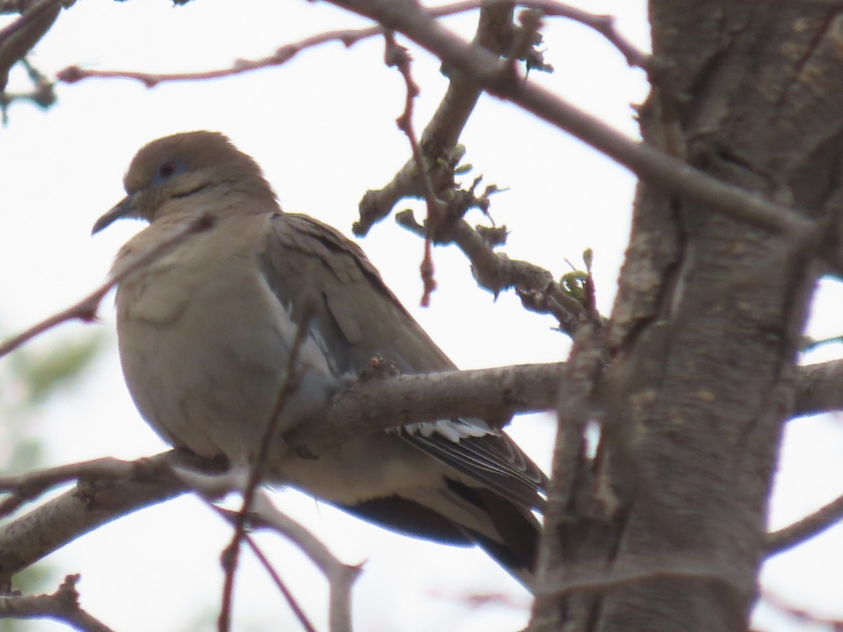 White-winged Dove - Katherine Holland