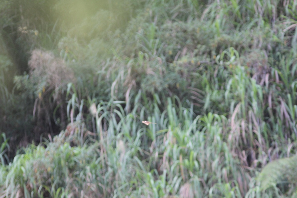 Plain Prinia - ML440774671