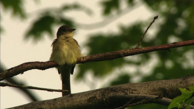 Alder Flycatcher - ML440776