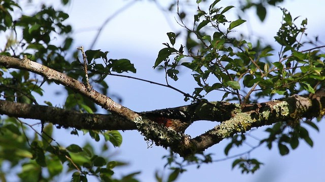 White-backed Woodpecker - ML440776021