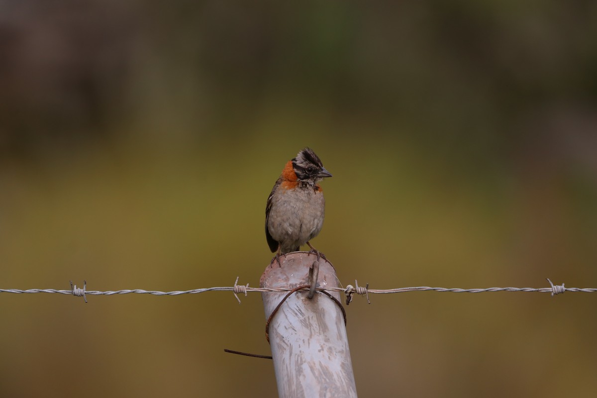 Rufous-collared Sparrow (Rufous-collared) - Nick Schleissmann