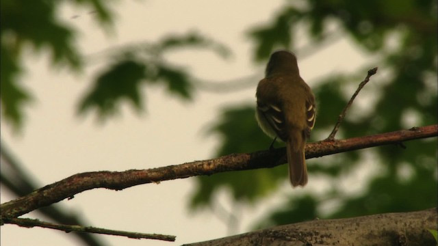 Alder Flycatcher - ML440777