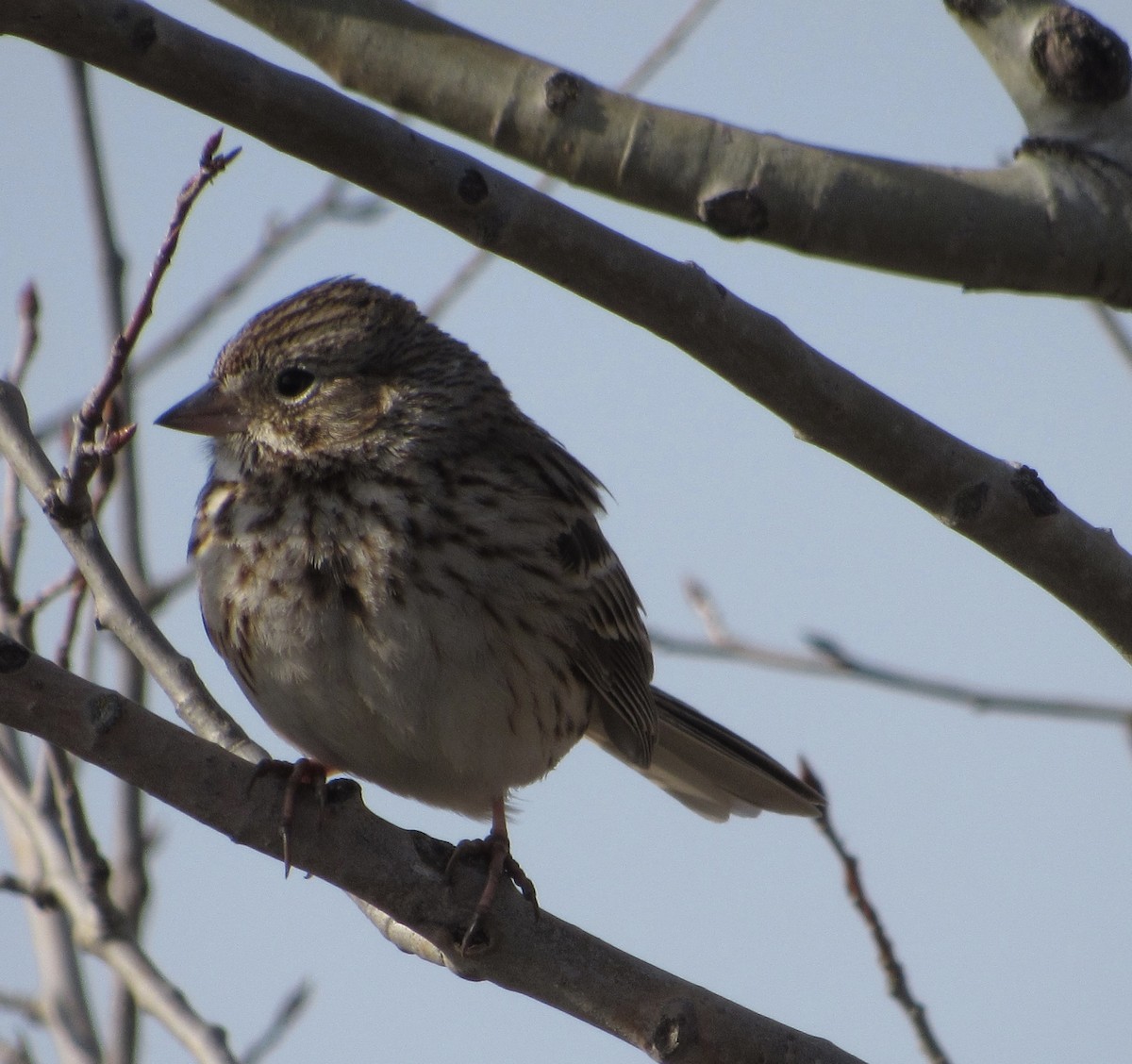 Vesper Sparrow - ML440777111