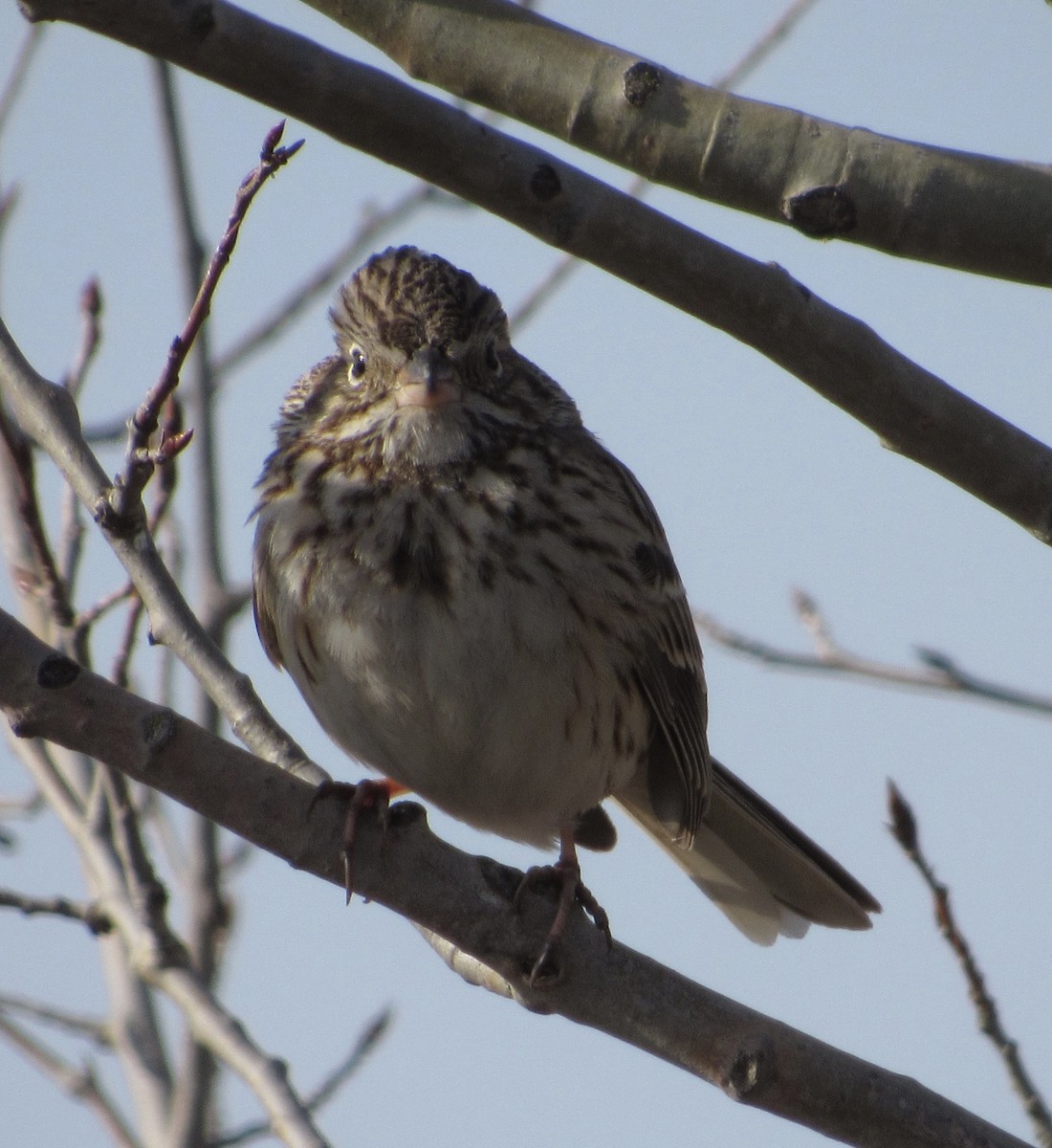 Vesper Sparrow - ML440777121