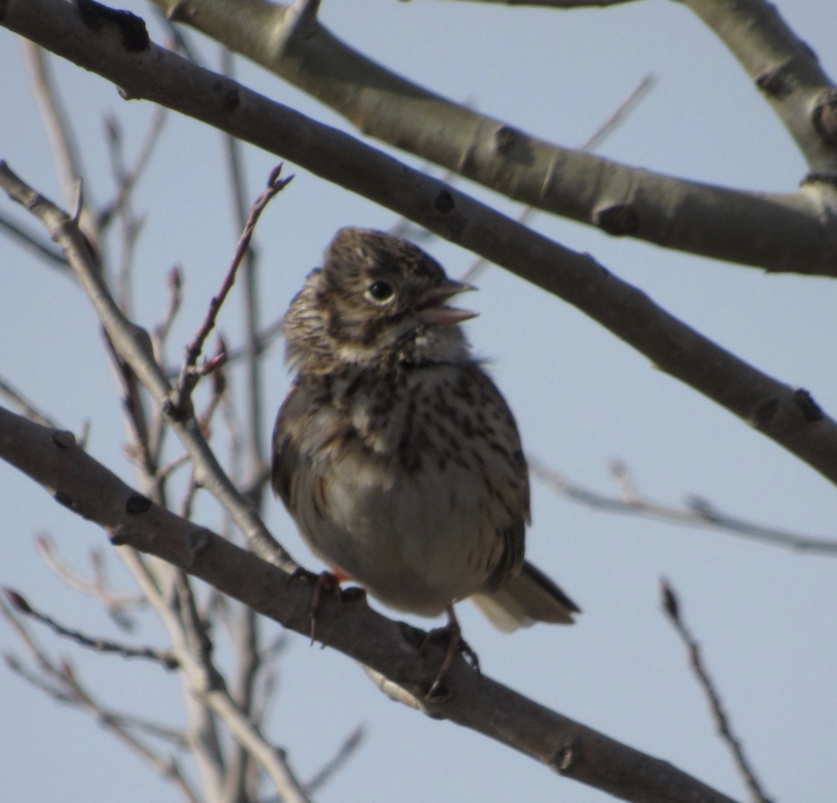 Vesper Sparrow - ML440777131
