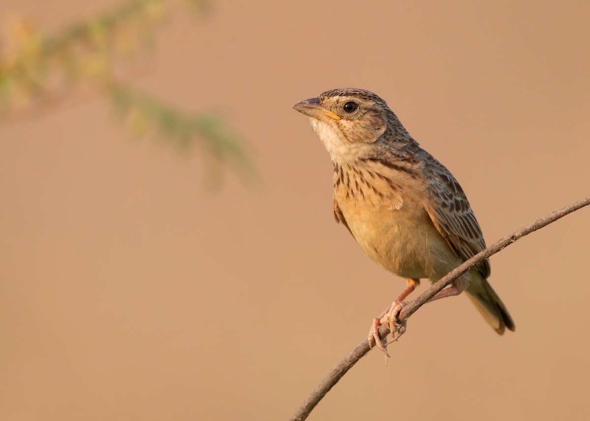 Singing Bushlark (Australasian) - ML440778351