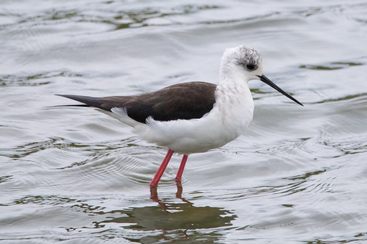 Black-winged Stilt - ML440779951