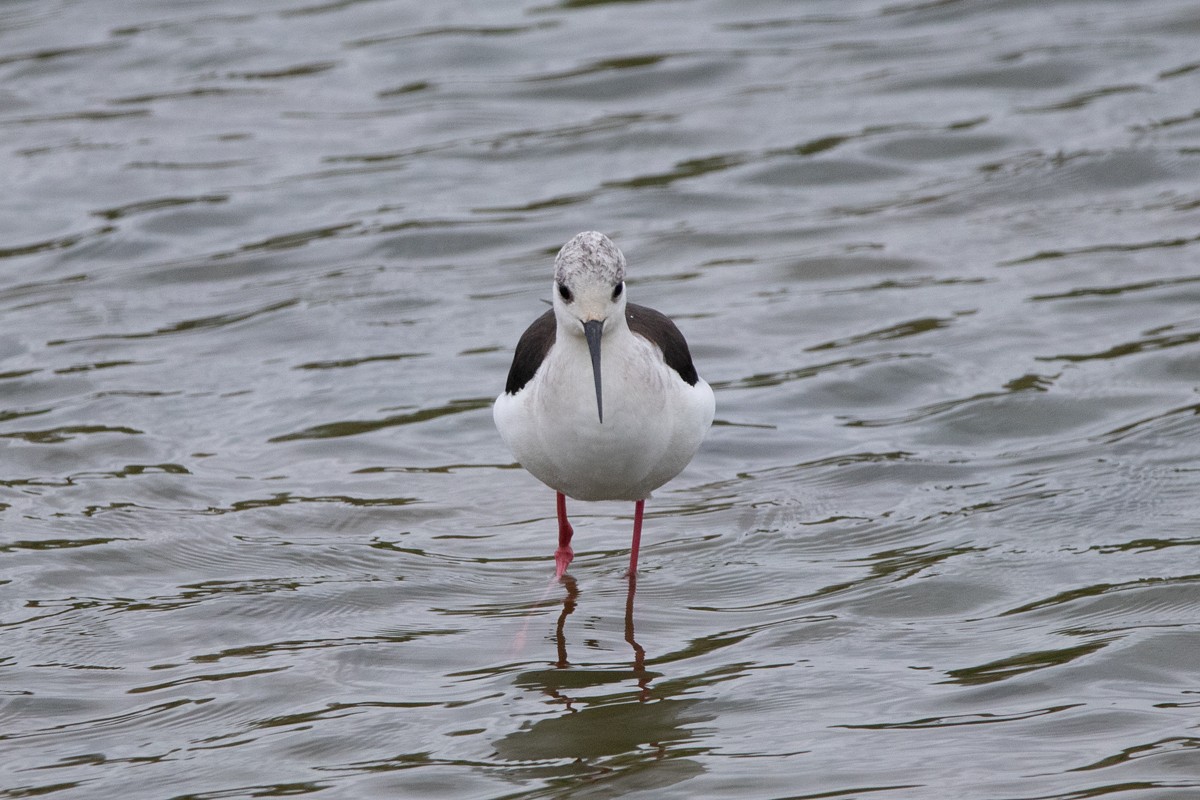 Black-winged Stilt - ML440779961