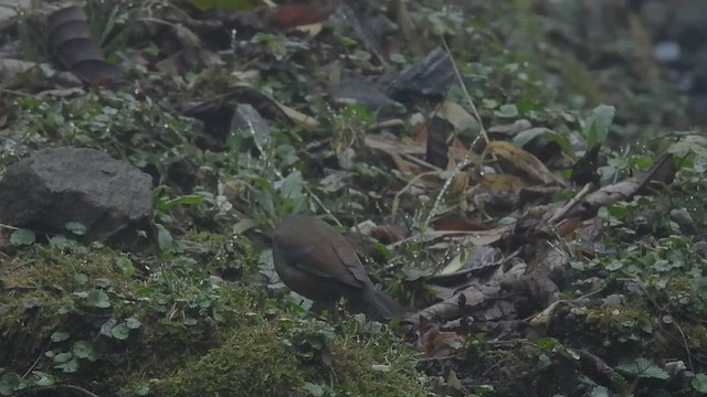 Maroon-backed Accentor - ML440780041