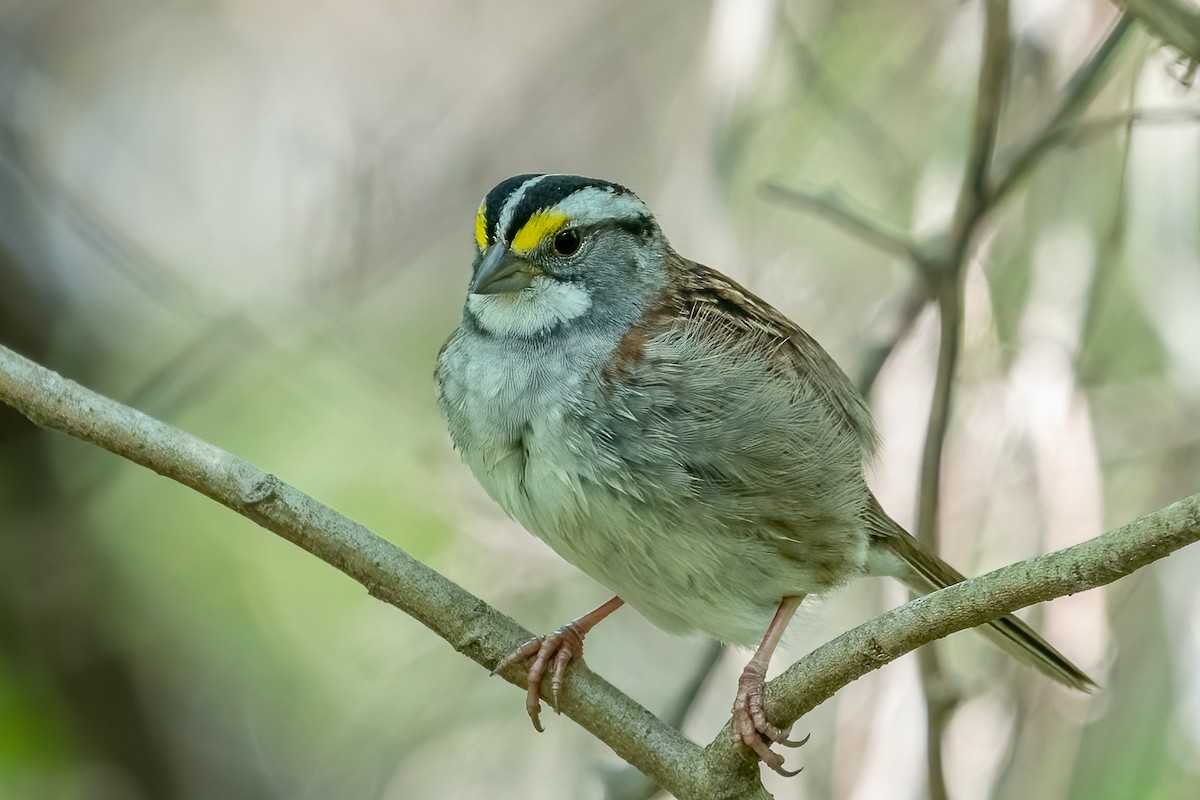 White-throated Sparrow - Bill Wood