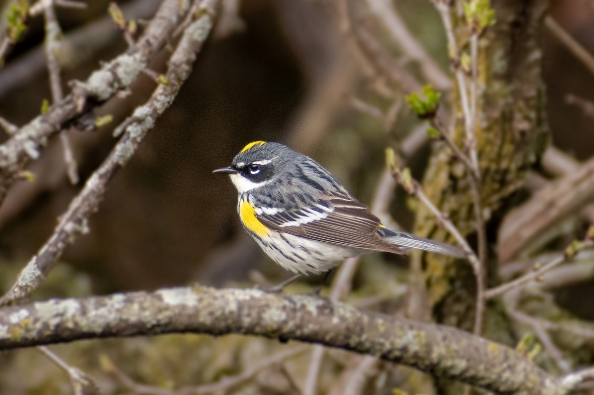 Yellow-rumped Warbler - ML440782491