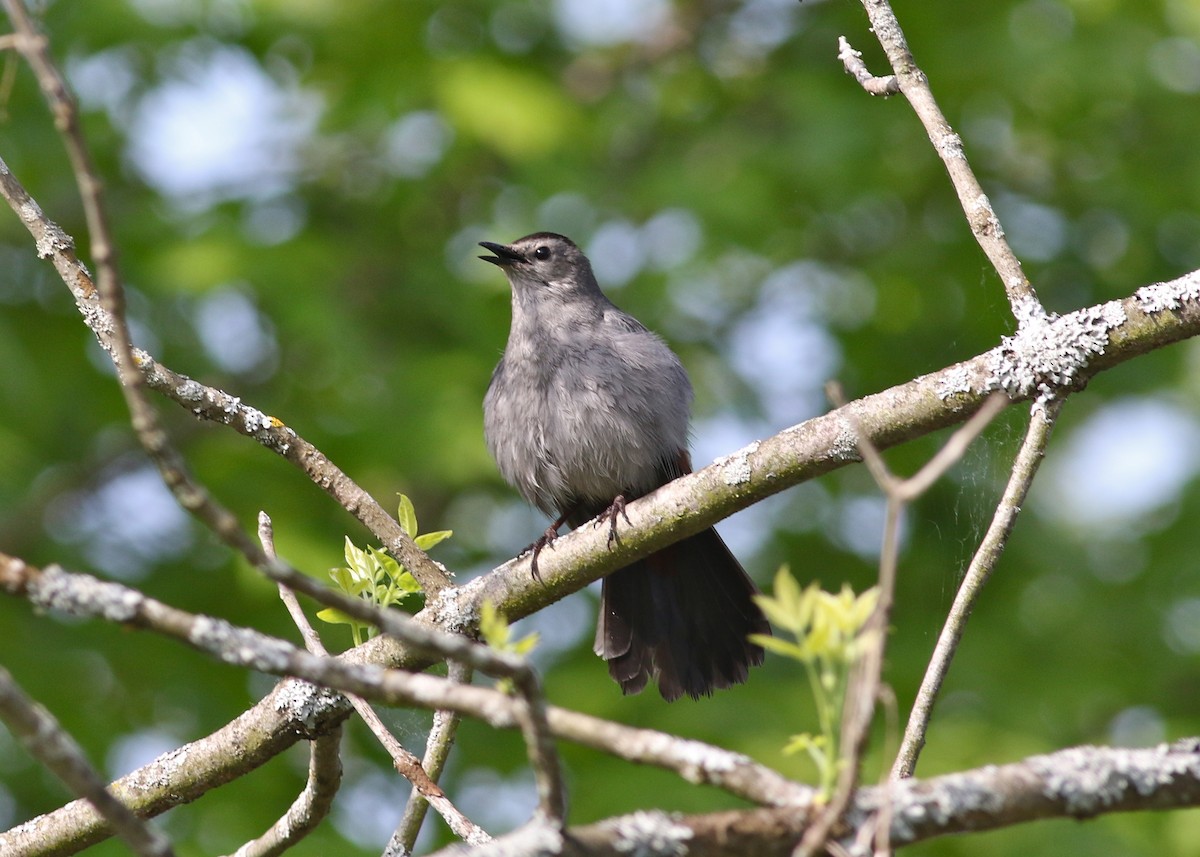 Pájaro Gato Gris - ML44078341