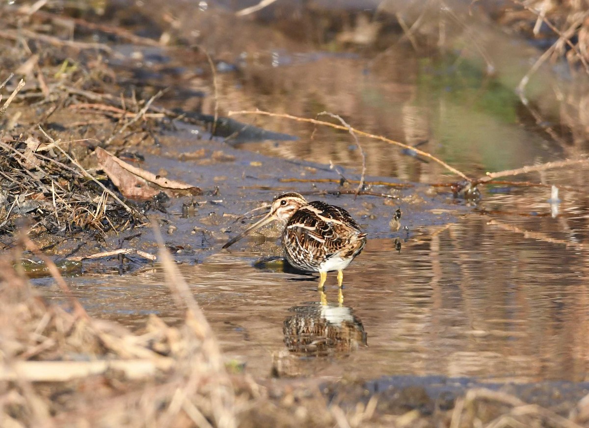 Wilson's Snipe - ML44078771