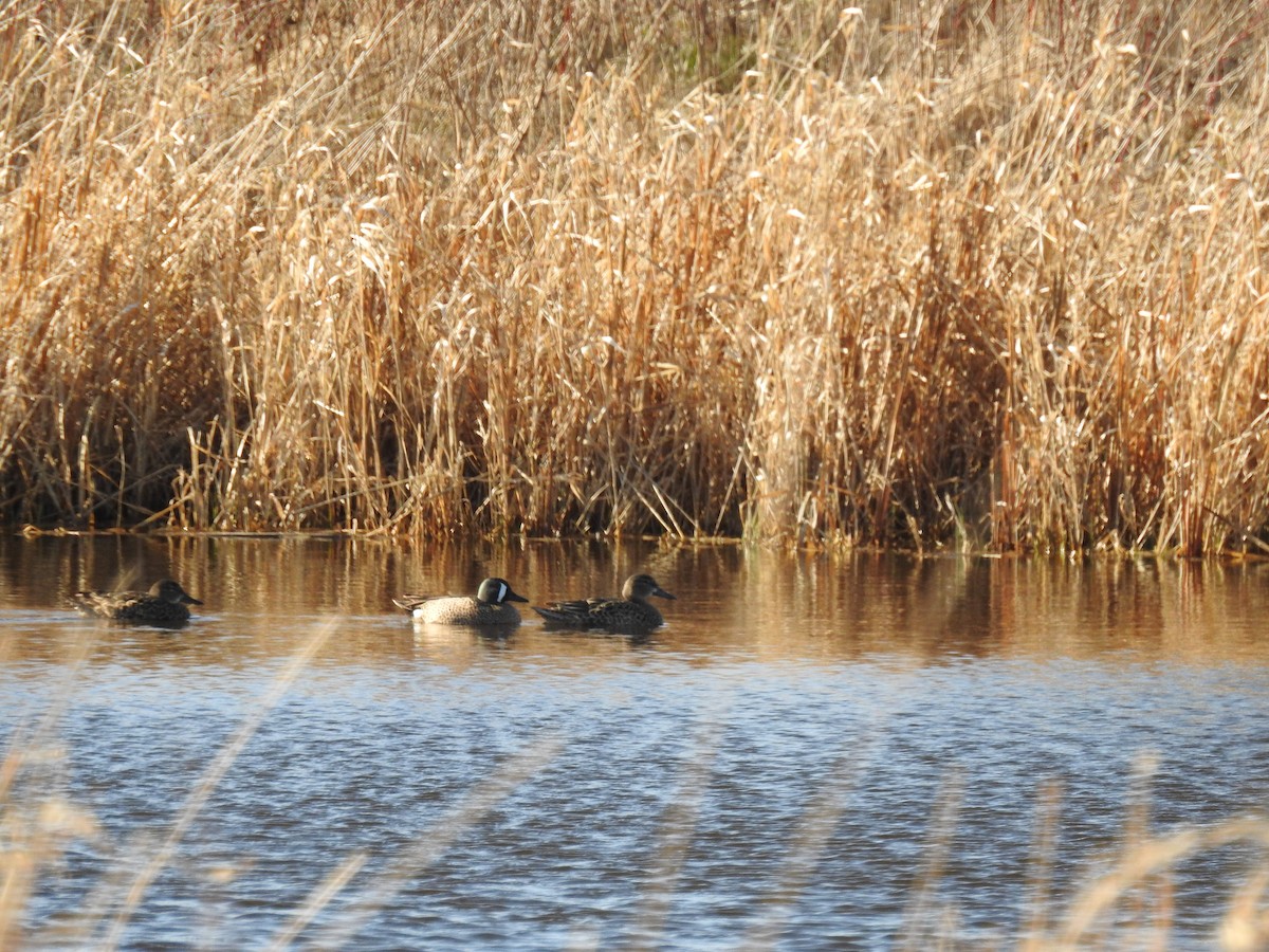 Blauflügelente - ML440787821