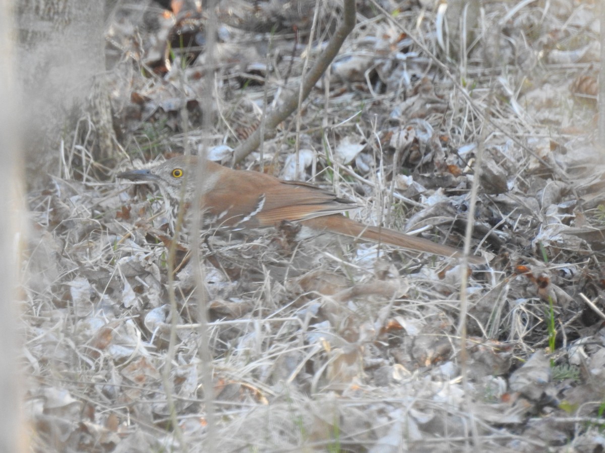 Brown Thrasher - ML440788701