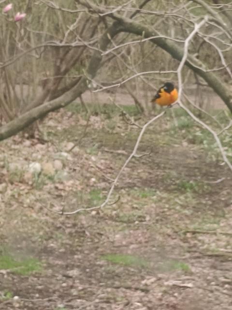 Baltimore Oriole - ML440789221