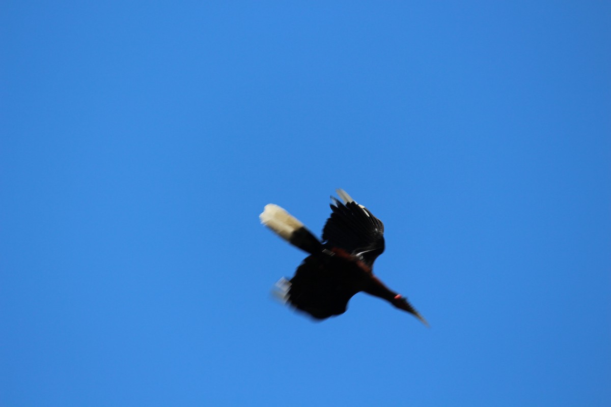 Rufous-necked Hornbill - ML44079151