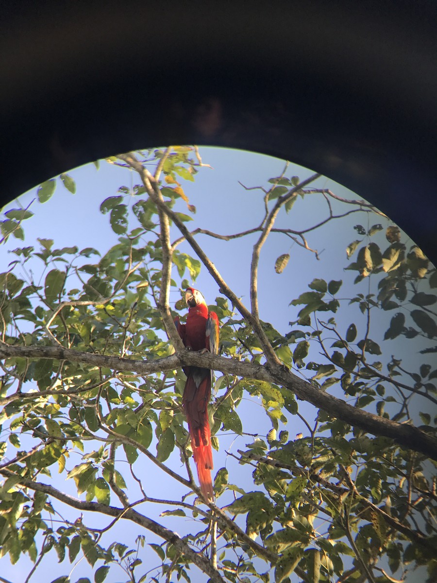 Guacamayo Macao - ML44079161