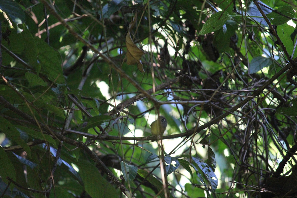 Nepal Fulvetta - ML44079271