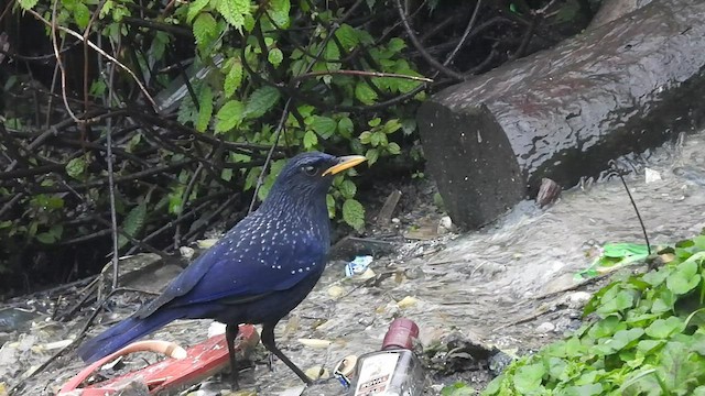 Blue Whistling-Thrush (Yellow-billed) - ML440793031