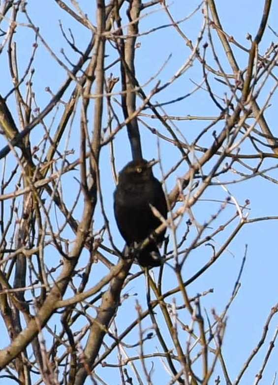 Rusty Blackbird - ML44079381