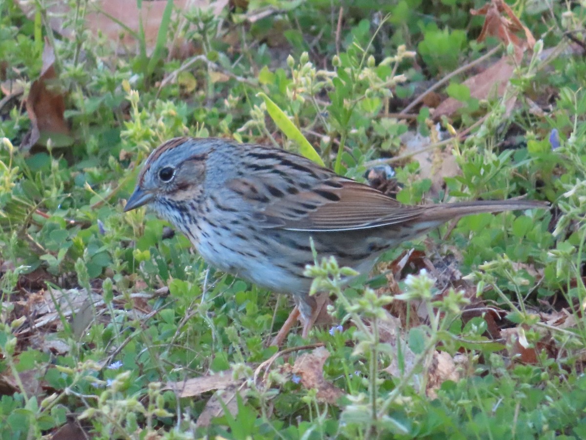 Lincoln Serçesi - ML440794391