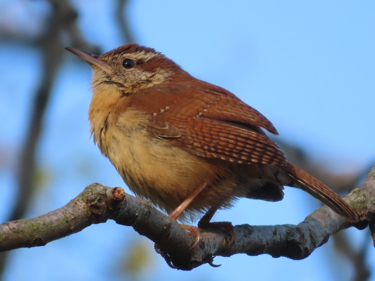 Karolina Çıtkuşu - ML440794411