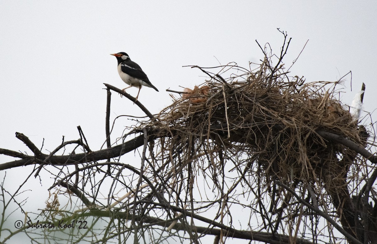 Indian Pied Starling - ML440798491