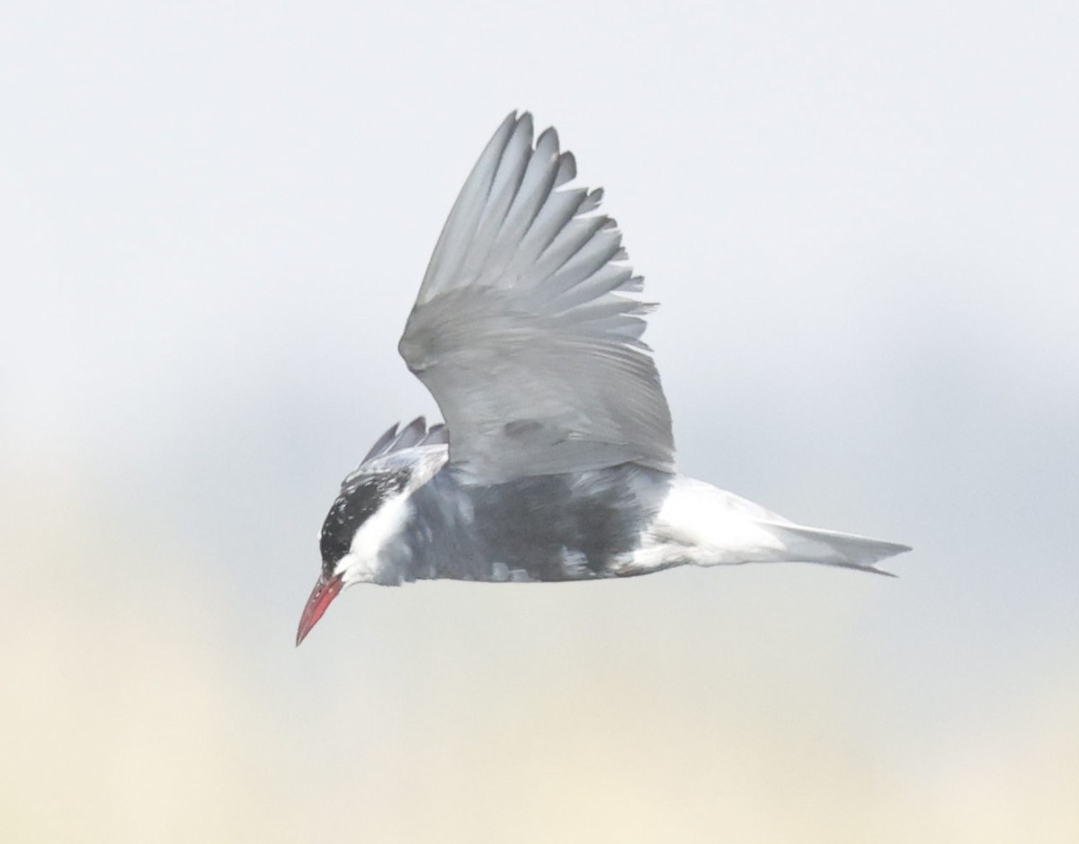 Whiskered Tern - Marna Buys