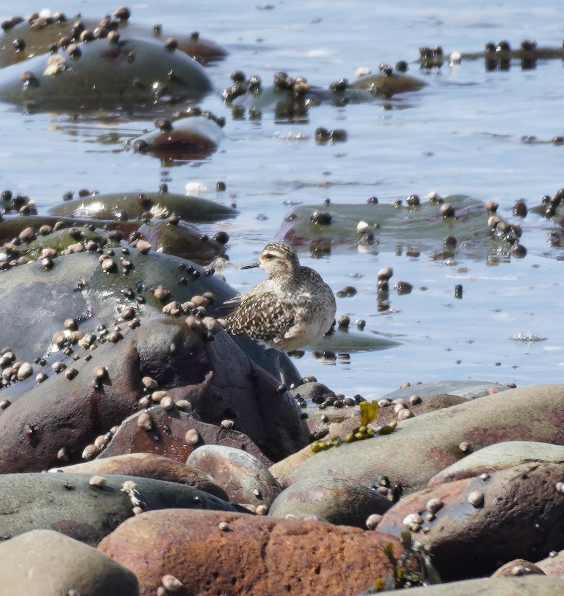 Pacific Golden-Plover - ML440800441