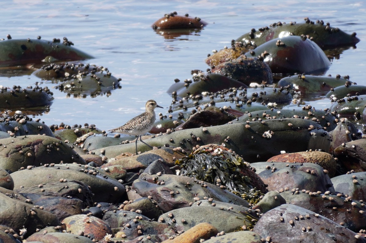 Pacific Golden-Plover - Sarah Foote