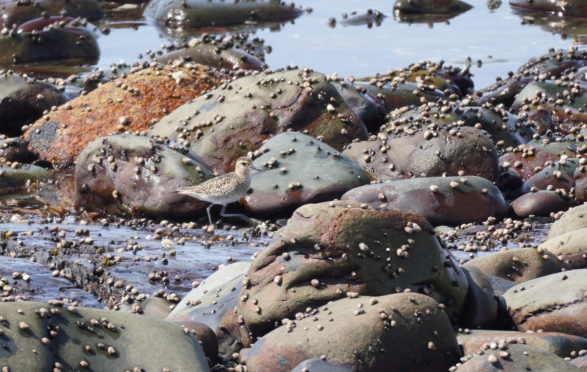 Pacific Golden-Plover - ML440800461